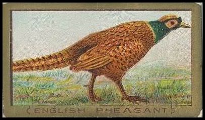 68 English Pheasant